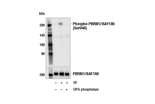 Western Blotting Image 1: Phospho-PBRM1/BAF180 (Ser948) (E6Z2C) Rabbit mAb