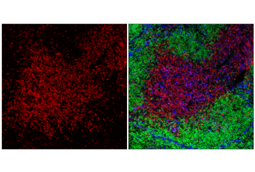 Immunofluorescence Image 1: CD4 (RM4-5) Rat mAb (APC Conjugate)
