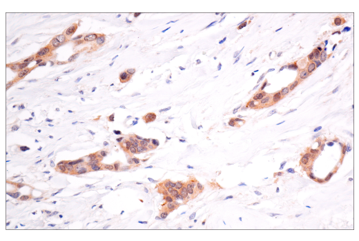 Immunohistochemistry Image 9: VHL (E3X9K) Rabbit mAb (BSA and Azide Free)