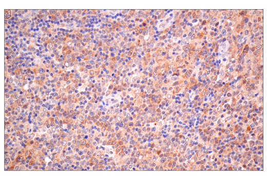 Immunohistochemistry Image 7: VHL (E3X9K) Rabbit mAb (BSA and Azide Free)