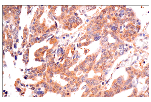 Immunohistochemistry Image 8: VHL (E3X9K) Rabbit mAb (BSA and Azide Free)