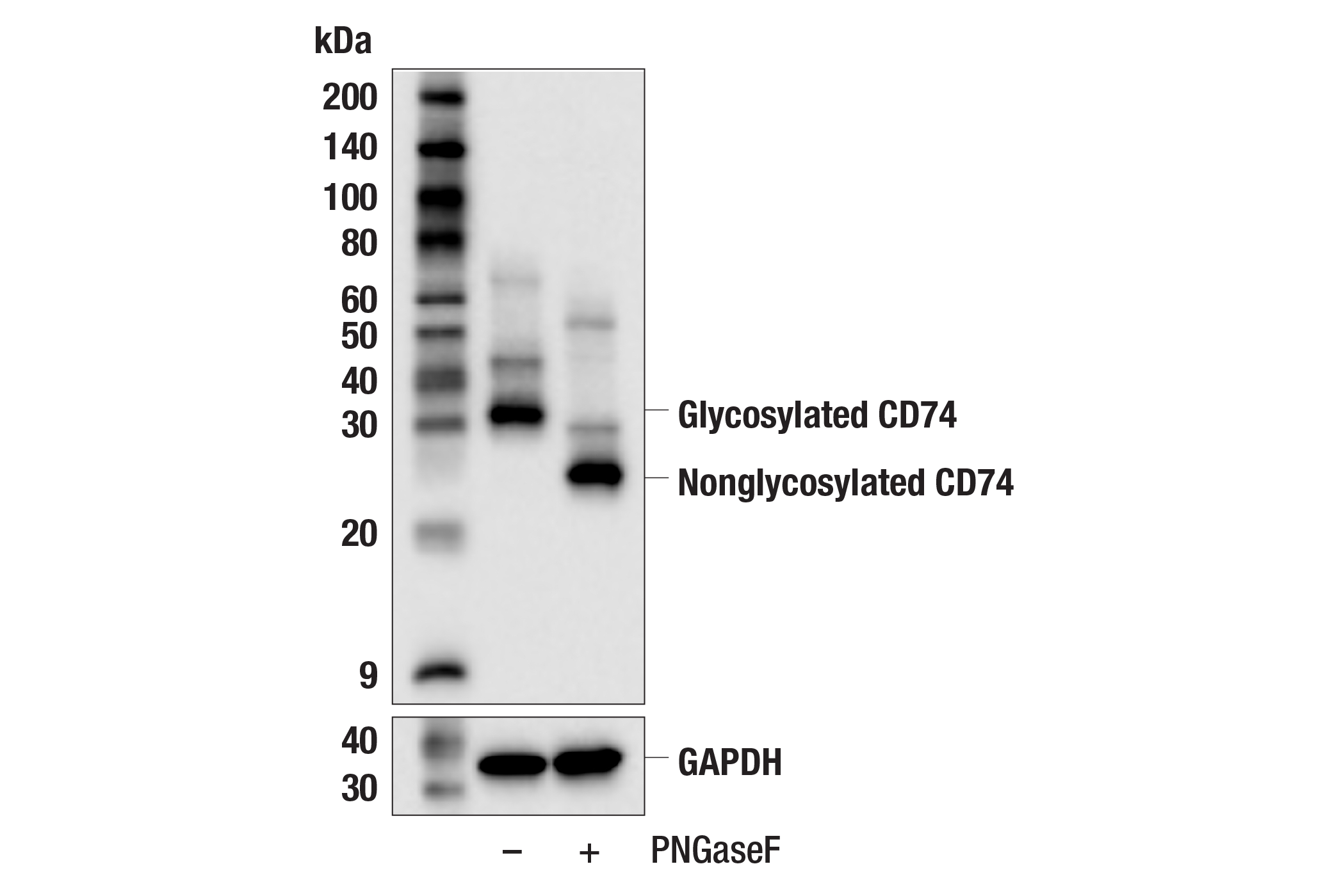 Western Blotting Image 2: CD74 (F3R3L) Rabbit mAb