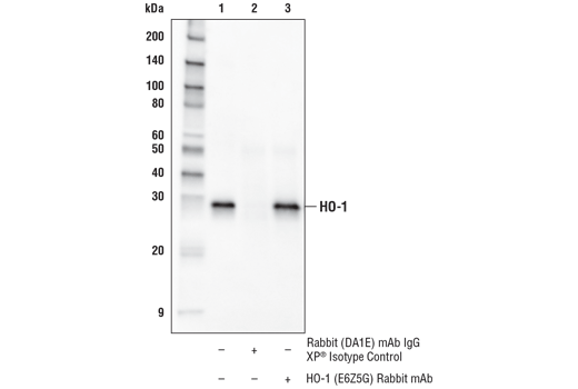 Immunoprecipitation Image 1: HO-1 (E6Z5G) Rabbit mAb