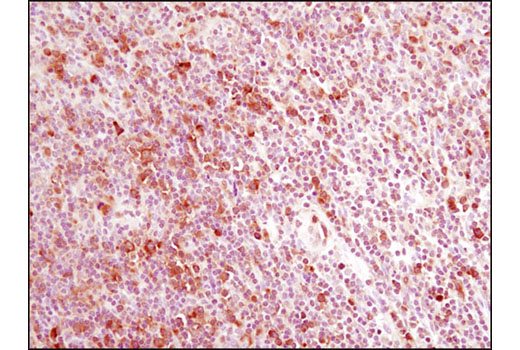Immunohistochemistry Image 2: CACYBP (D43G11) Rabbit mAb