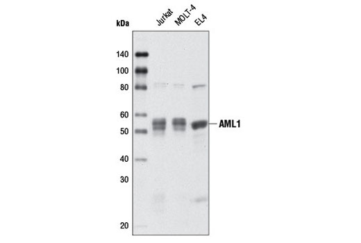 Western Blotting Image 1: AML1 Antibody (Mouse Preferred)