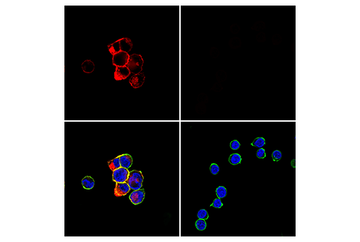 Immunofluorescence Image 1: GITR (D5V7P) Rabbit mAb (Alexa Fluor® 647 Conjugate)
