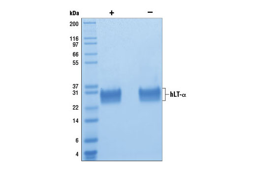  Image 2: Human Lymphotoxin-α/TNF-β/TNFSF1 (hLT-α)