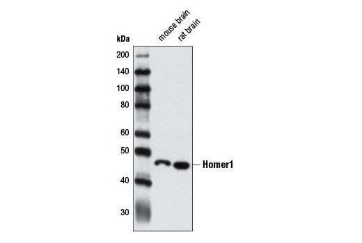 Western Blotting Image 1: Homer1 Antibody
