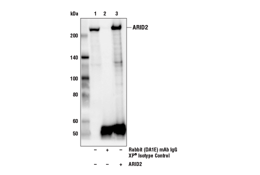  Image 14: PBAF Complex Antibody Sampler Kit