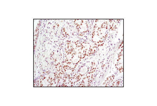 Immunohistochemistry Image 1: LSD1 (C69G12) Rabbit mAb (BSA and Azide Free)
