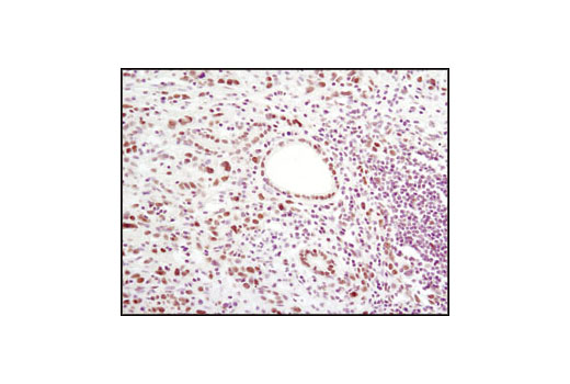 Immunohistochemistry Image 3: LSD1 (C69G12) Rabbit mAb (BSA and Azide Free)
