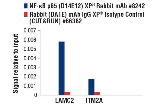 CUT and RUN Image 3: NF-κB p65 (D14E12) XP® Rabbit mAb