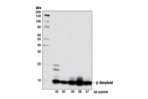 Western Blotting Image 1: β-Amyloid (D54D2) XP® Rabbit mAb