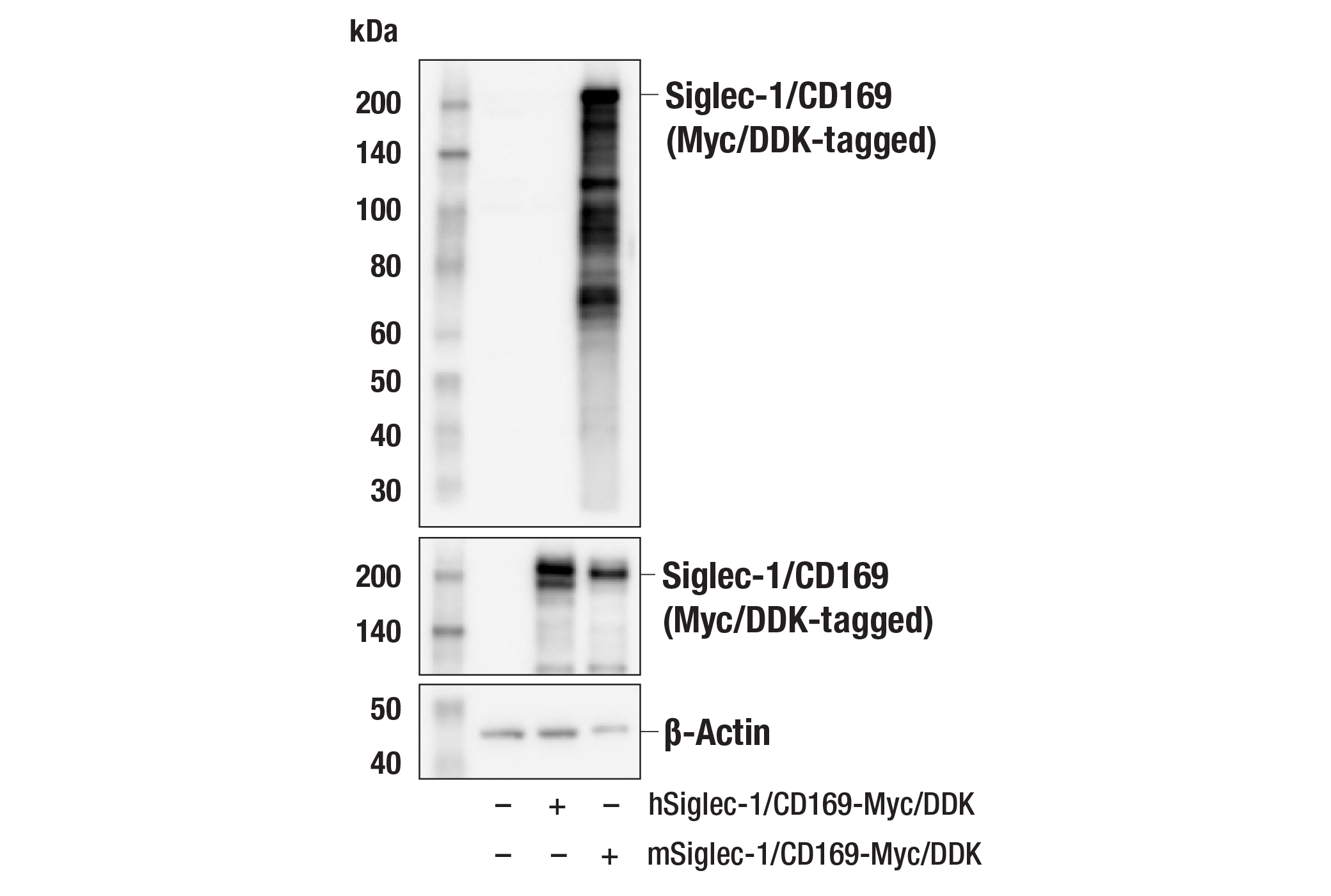 Western Blotting Image 2: Siglec-1/CD169 (E1D7G) Rabbit mAb