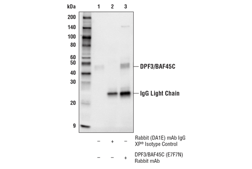 Immunoprecipitation Image 1: DPF3/BAF45C (E7F7N) Rabbit mAb