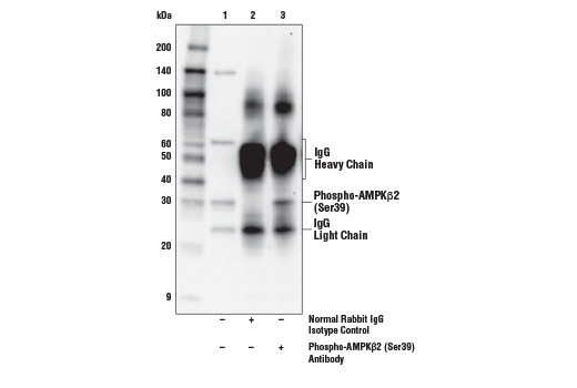 Immunoprecipitation Image 1: Phospho-AMPKβ2 (Ser39) Antibody