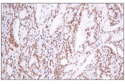 Immunohistochemistry Image 1: ATF-2/ATF-7 (A9G1M) Rabbit mAb