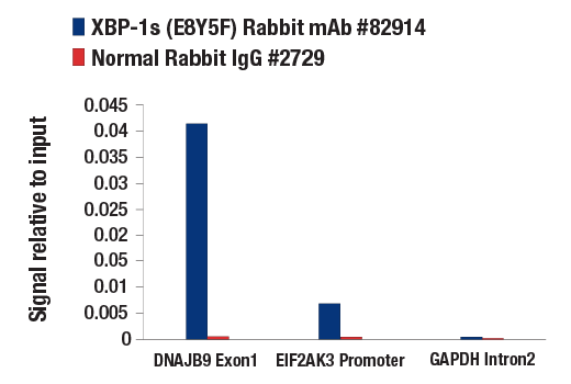 Chromatin Immunoprecipitation Image 1: XBP-1s (E8Y5F) Rabbit mAb
