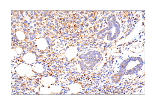 Immunohistochemistry Image 1: MAVS (E8Z7M) Rabbit mAb