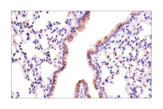 Immunohistochemistry Image 5: MAVS (E8Z7M) Rabbit mAb