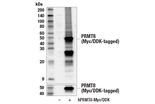  Image 15: PRMT Antibody Sampler Kit