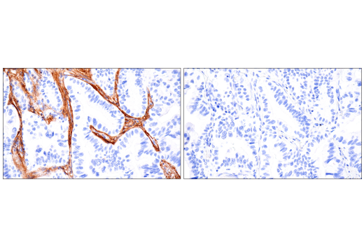 Immunohistochemistry Image 1: TMEM119 (E3E4T) Mouse mAb (BSA and Azide Free)