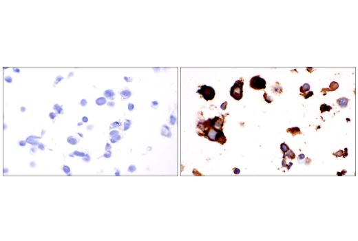 Immunohistochemistry Image 4: TMEM119 (E3E4T) Mouse mAb (BSA and Azide Free)