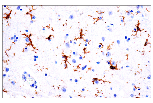 Immunohistochemistry Image 5: TMEM119 (E3E4T) Mouse mAb (BSA and Azide Free)