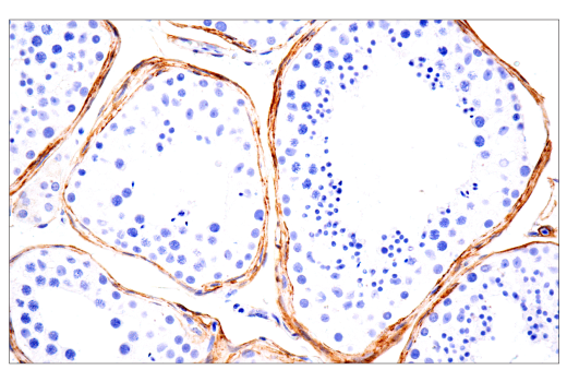 Immunohistochemistry Image 6: TMEM119 (E3E4T) Mouse mAb (BSA and Azide Free)