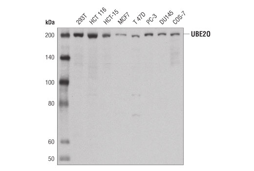Western Blotting Image 1: UBE2O Antibody