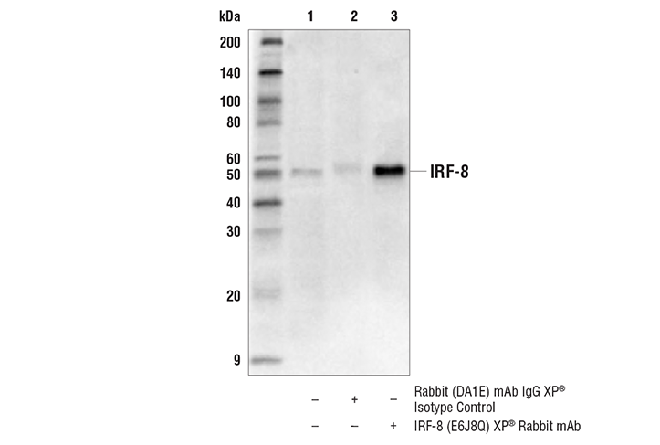 Immunoprecipitation Image 1: IRF-8 (E6J8Q) XP® Rabbit mAb