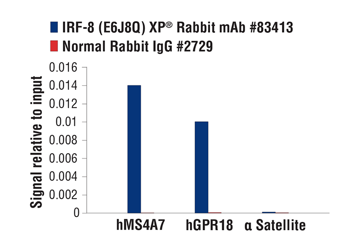 Chromatin Immunoprecipitation Image 1: IRF-8 (E6J8Q) XP® Rabbit mAb