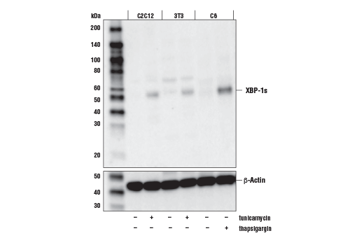 Western Blotting Image 1: XBP-1s Antibody