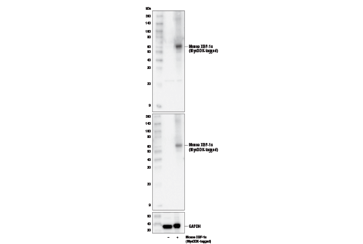 Western Blotting Image 2: XBP-1s Antibody