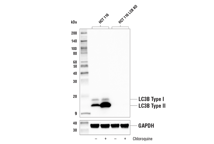  Image 7: Mouse Reactive Cell Death and Autophagy Antibody Sampler Kit