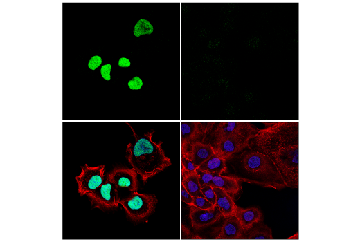 Immunofluorescence Image 1: BRD9 (E4Q3F) Rabbit mAb (BSA and Azide Free)