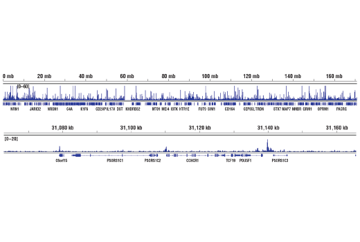 Chromatin Immunoprecipitation Image 2: PRDM14 (E1D5S) XP® Rabbit mAb
