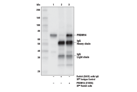 Immunoprecipitation Image 1: PRDM14 (E1D5S) XP® Rabbit mAb