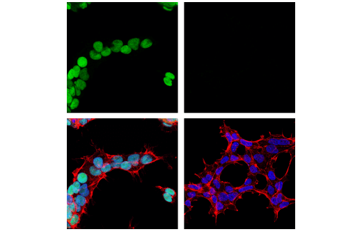 Immunofluorescence Image 1: PRDM14 (E1D5S) XP® Rabbit mAb