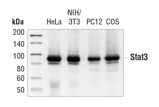 Western Blotting Image 1: Stat3 (124H6) Mouse mAb (BSA and Azide Free)