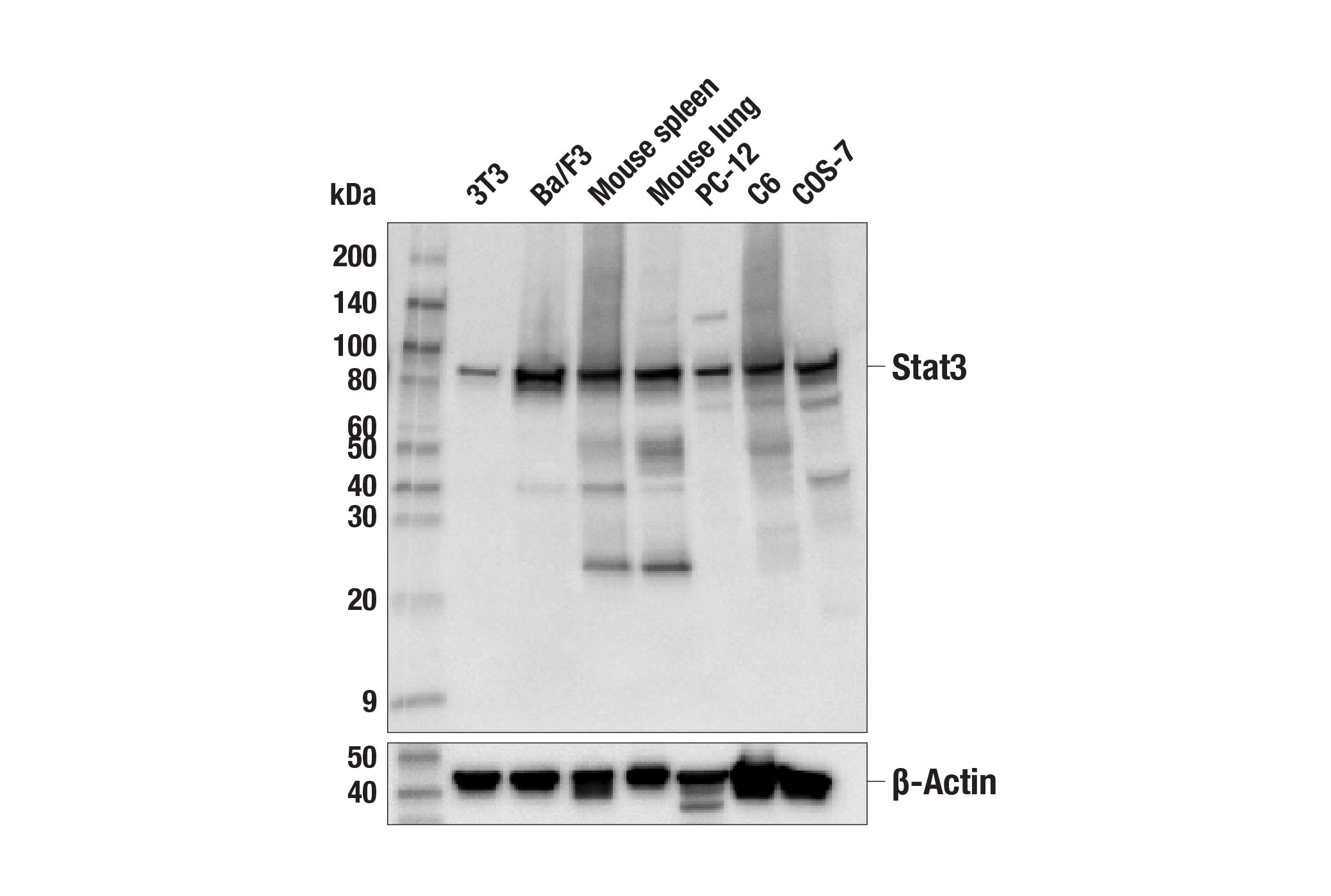 Western Blotting Image 2: Stat3 (124H6) Mouse mAb (BSA and Azide Free)