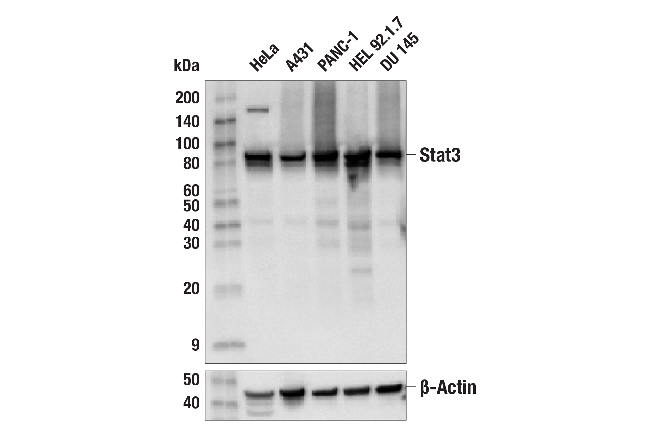 Western Blotting Image 1: Stat3 (124H6) Mouse mAb (BSA and Azide Free)