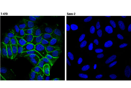Immunofluorescence Image 1: Claudin-3 (D7A3O) Rabbit mAb