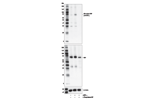 Western Blotting Image 1: Phospho-RIP (Ser321) Antibody