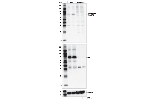 Western Blotting Image 2: Phospho-RIP (Ser321) Antibody