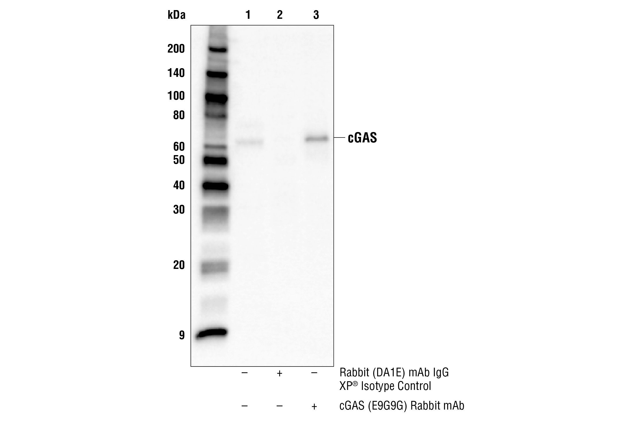 Immunoprecipitation Image 1: cGAS (E9G9G) Rabbit mAb
