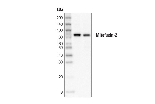 Western Blotting Image 1: Mitofusin-2 (D2D10) Rabbit mAb (HRP Conjugate)
