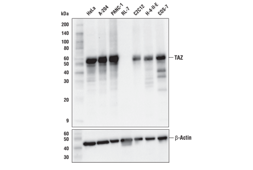  Image 2: PhosphoPlus® TAZ (Ser89) Antibody Duet