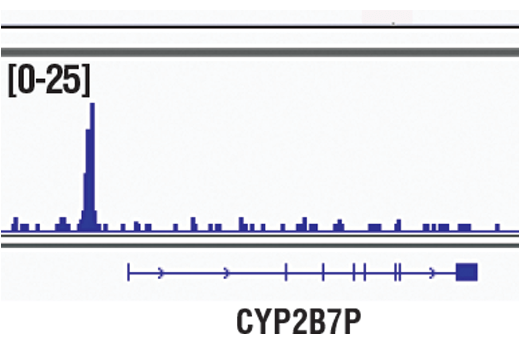 Chromatin Immunoprecipitation Image 1: NKX3.1 (D2Y1A) XP® Rabbit mAb