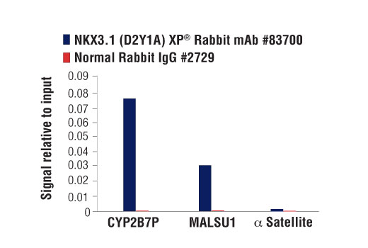 Chromatin Immunoprecipitation Image 3: NKX3.1 (D2Y1A) XP® Rabbit mAb